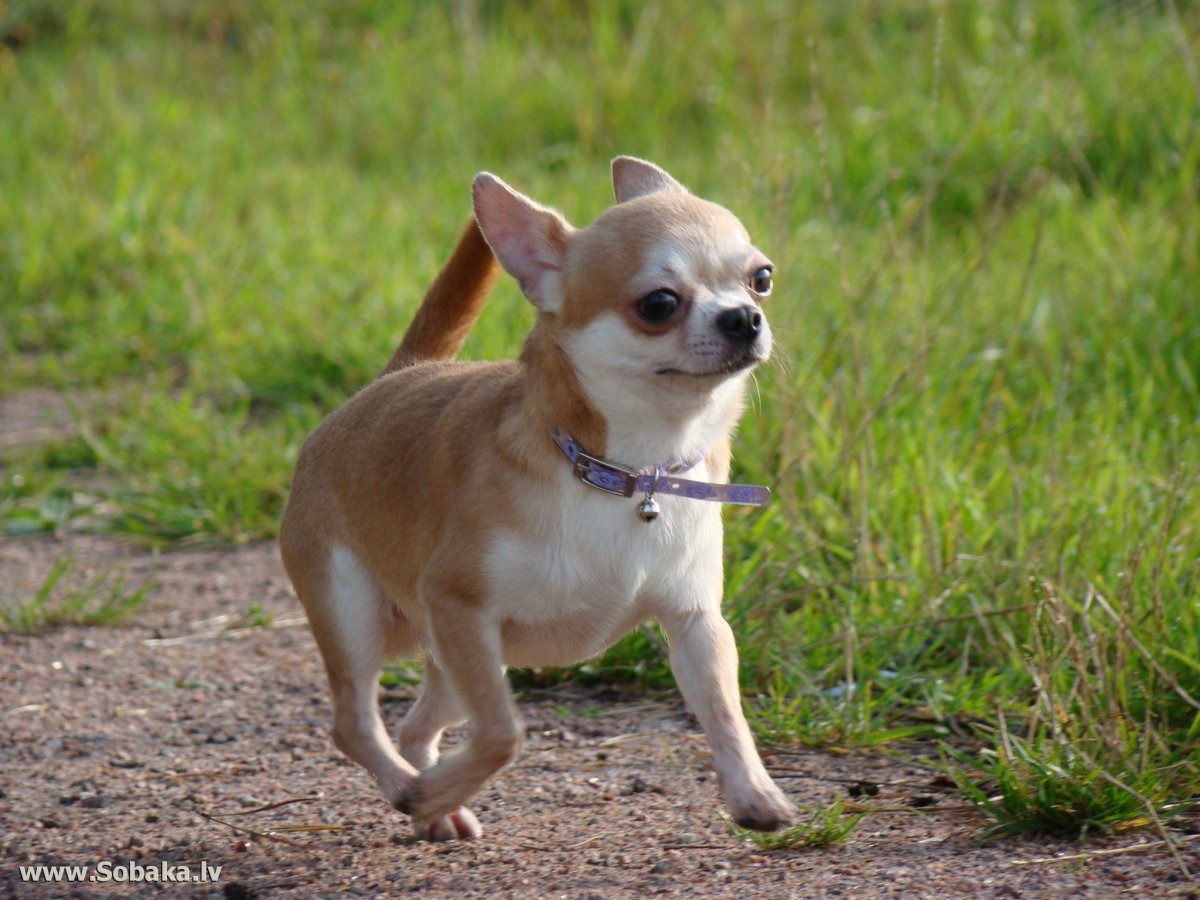 Щенки чау Хуа Хуа