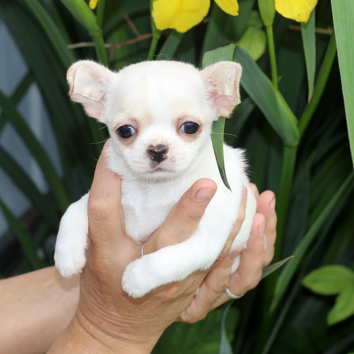 Чихуа-Хуа в Воланчике