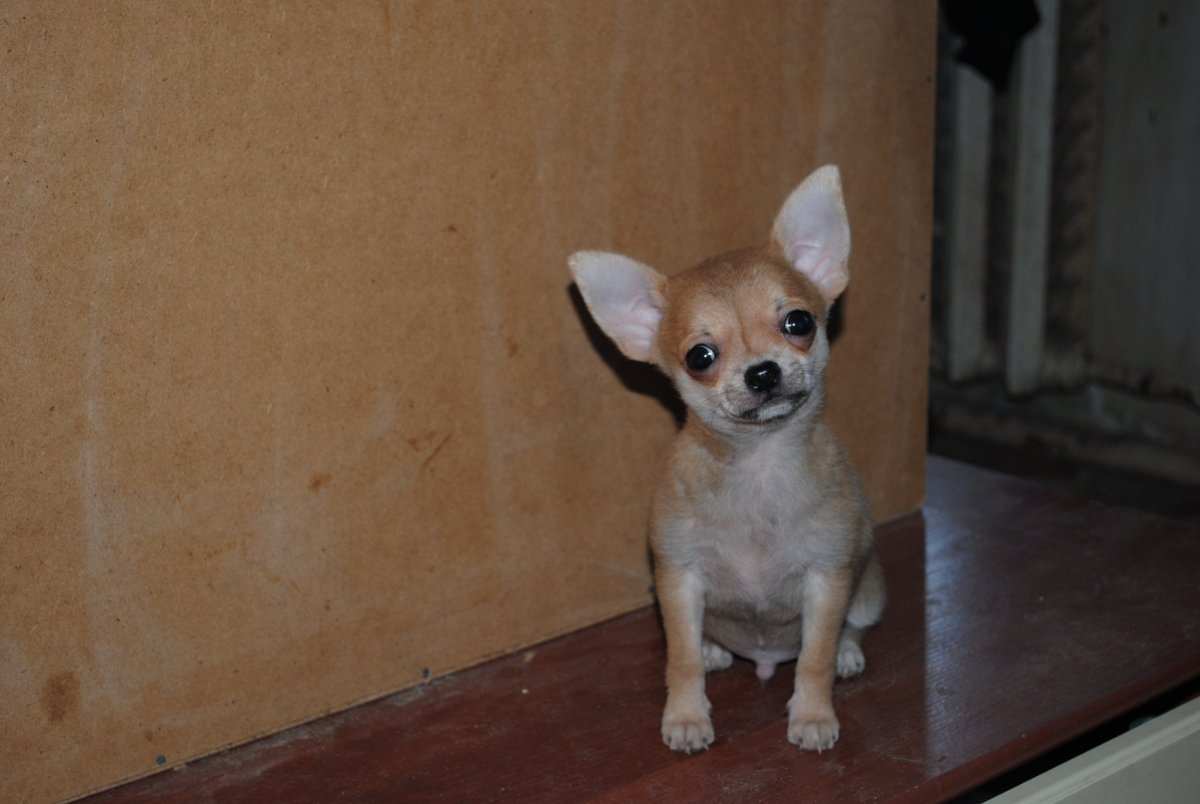 Чай Хуа Хуа собака найдена