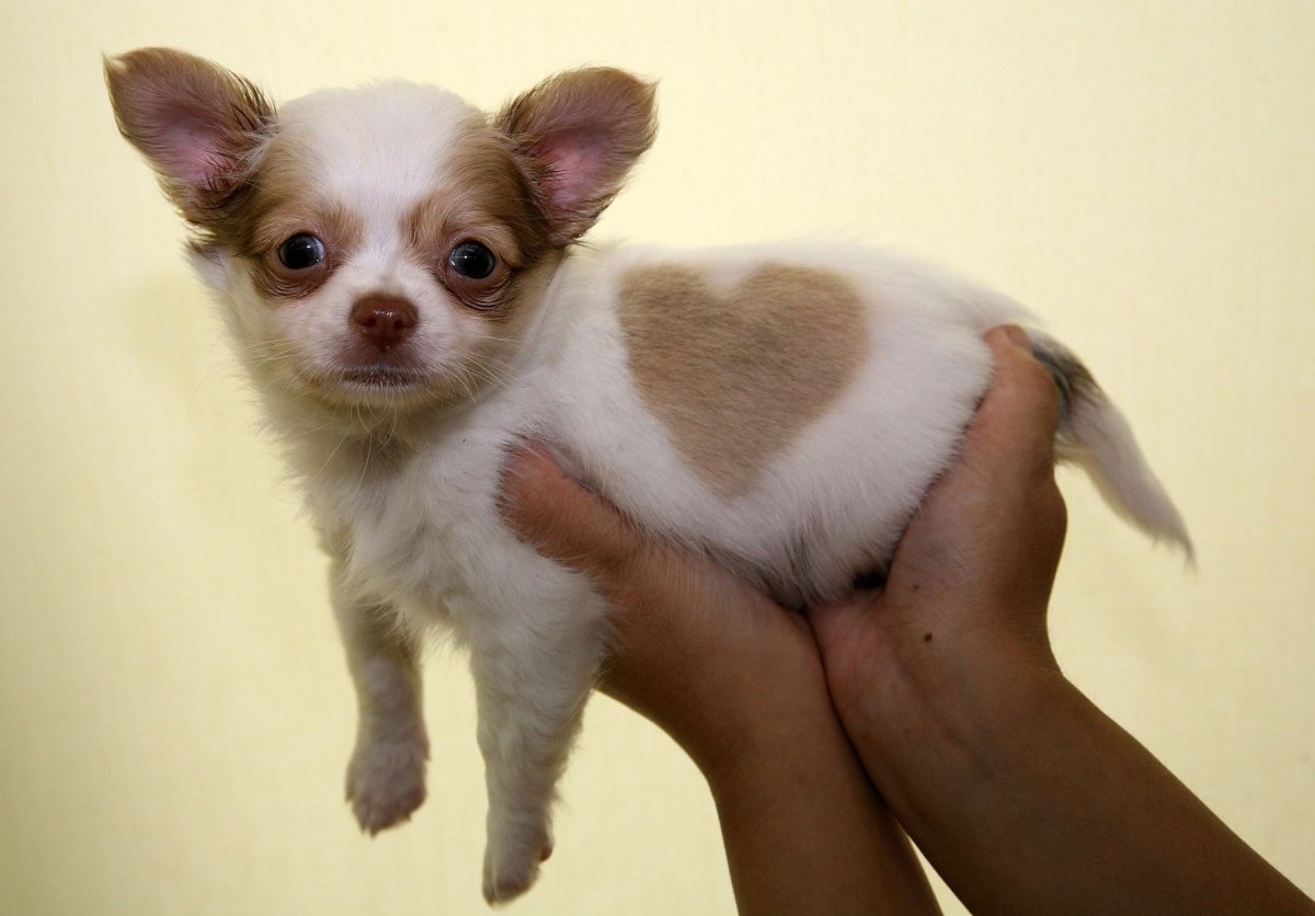 Чихуа Хуа биколор