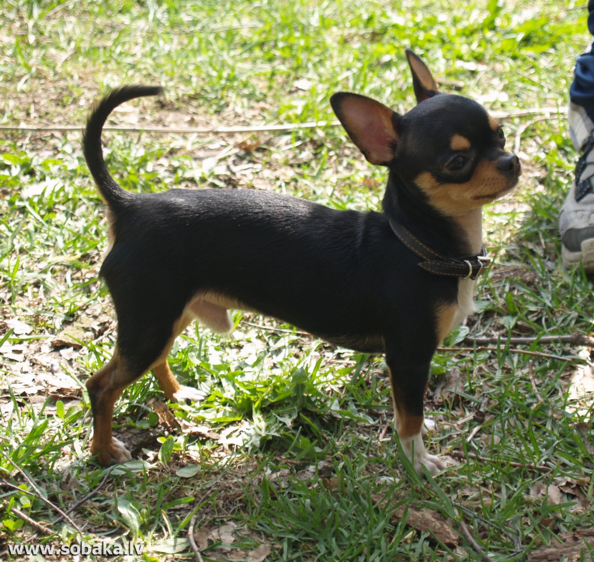 Порода чау Хуа