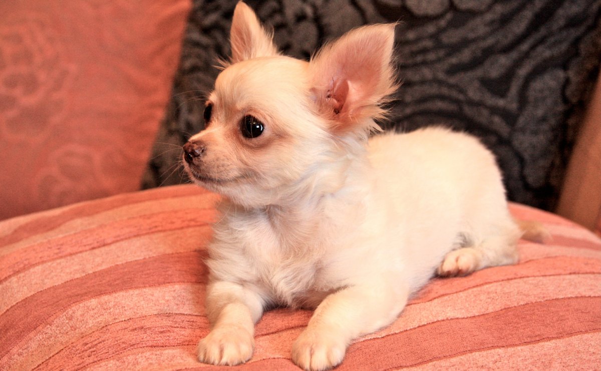 Чиа Хуа собака