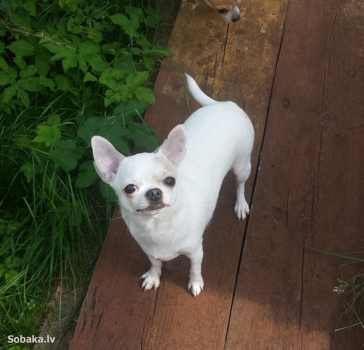 Лиловая чай Хуа Хуа