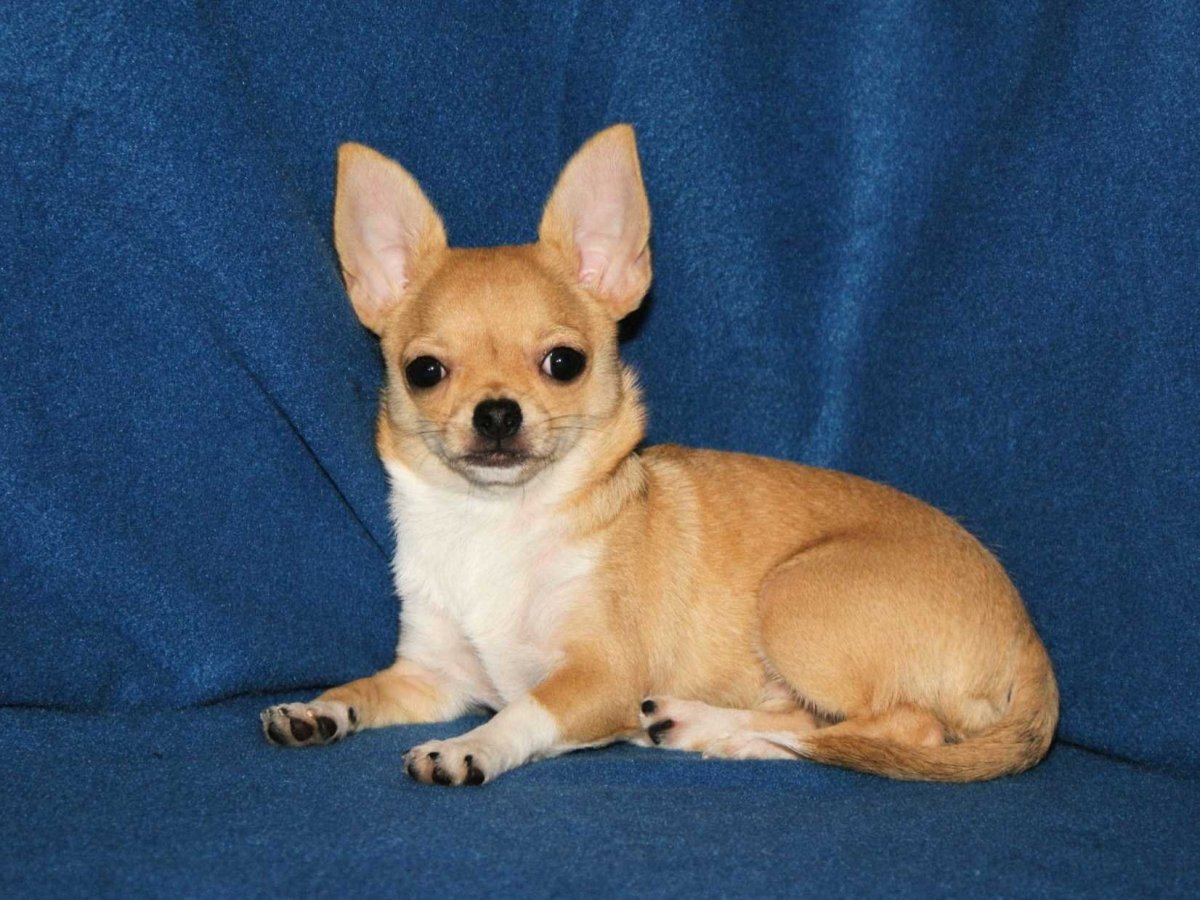 Чихуахуа мини короткошерстная