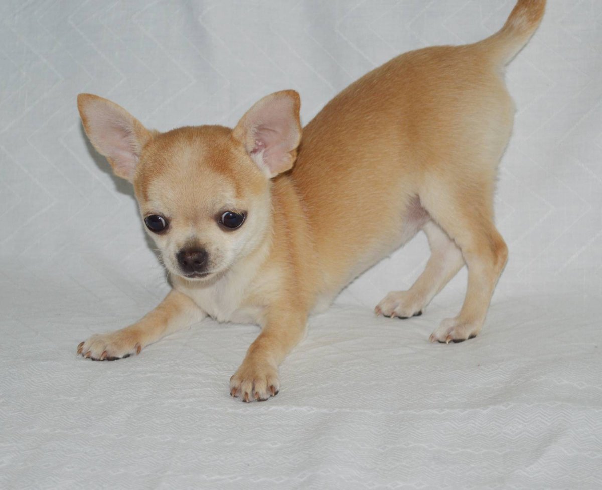 Щенки чиа Хуа Хуа