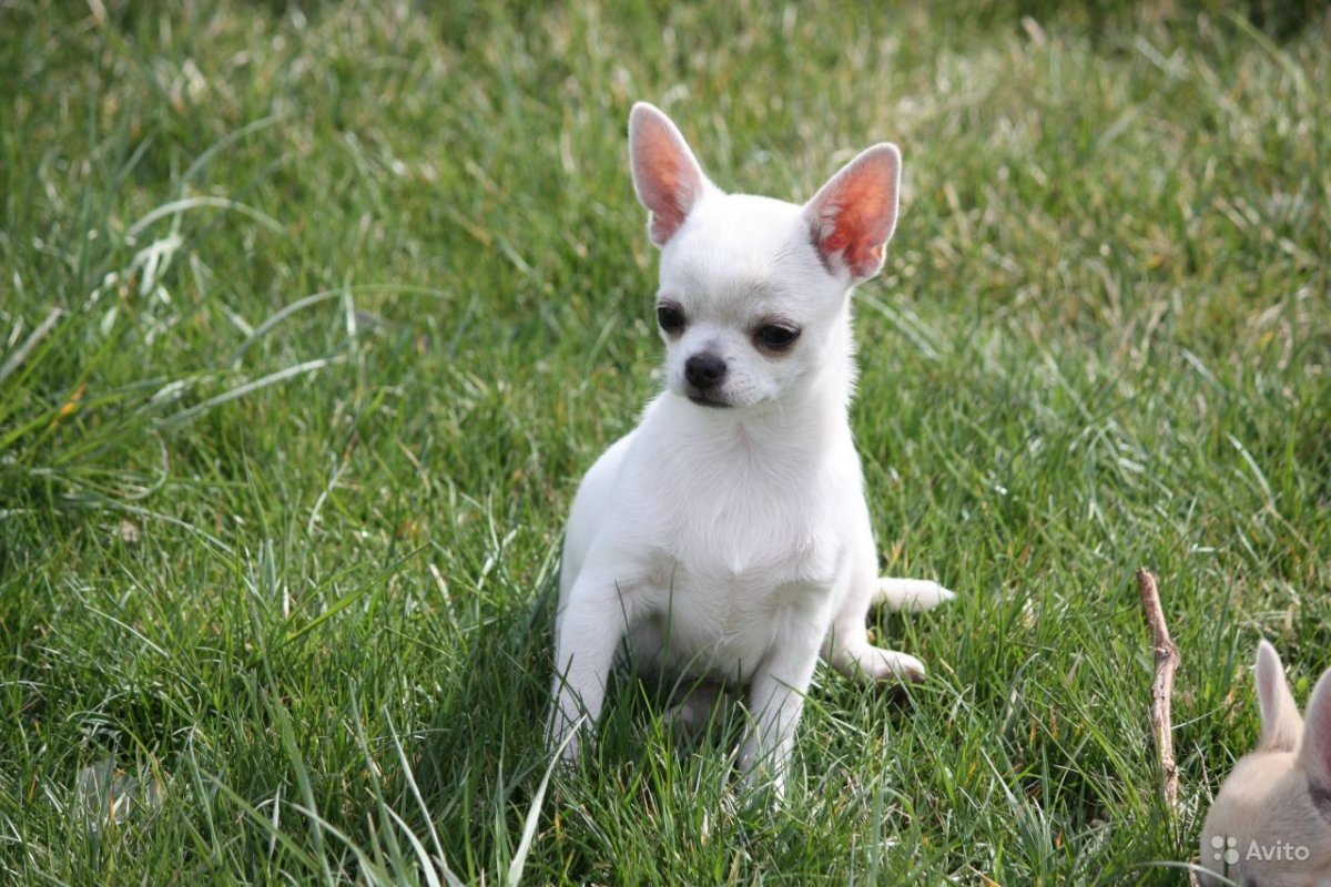 Чихуахуа Беленький