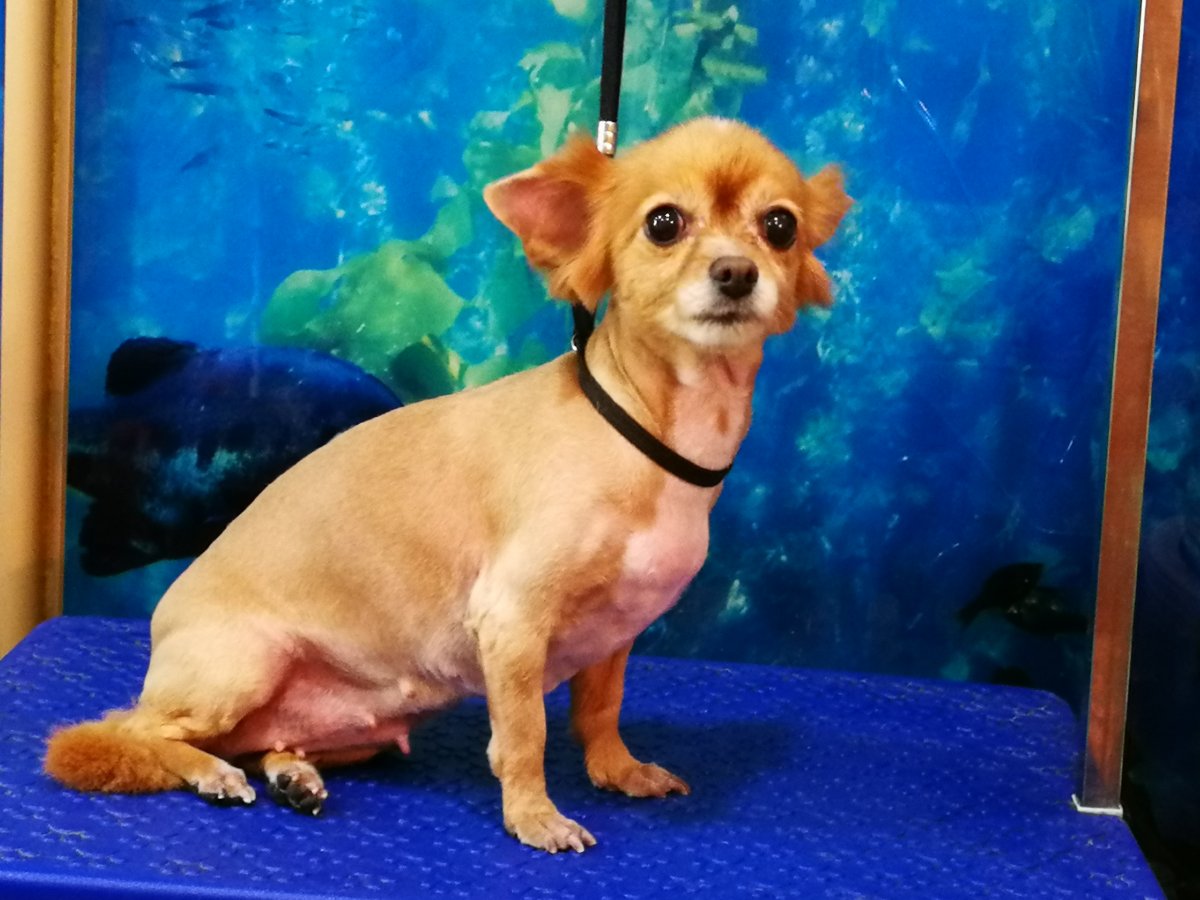 Королевский чиа Хуа спаниель