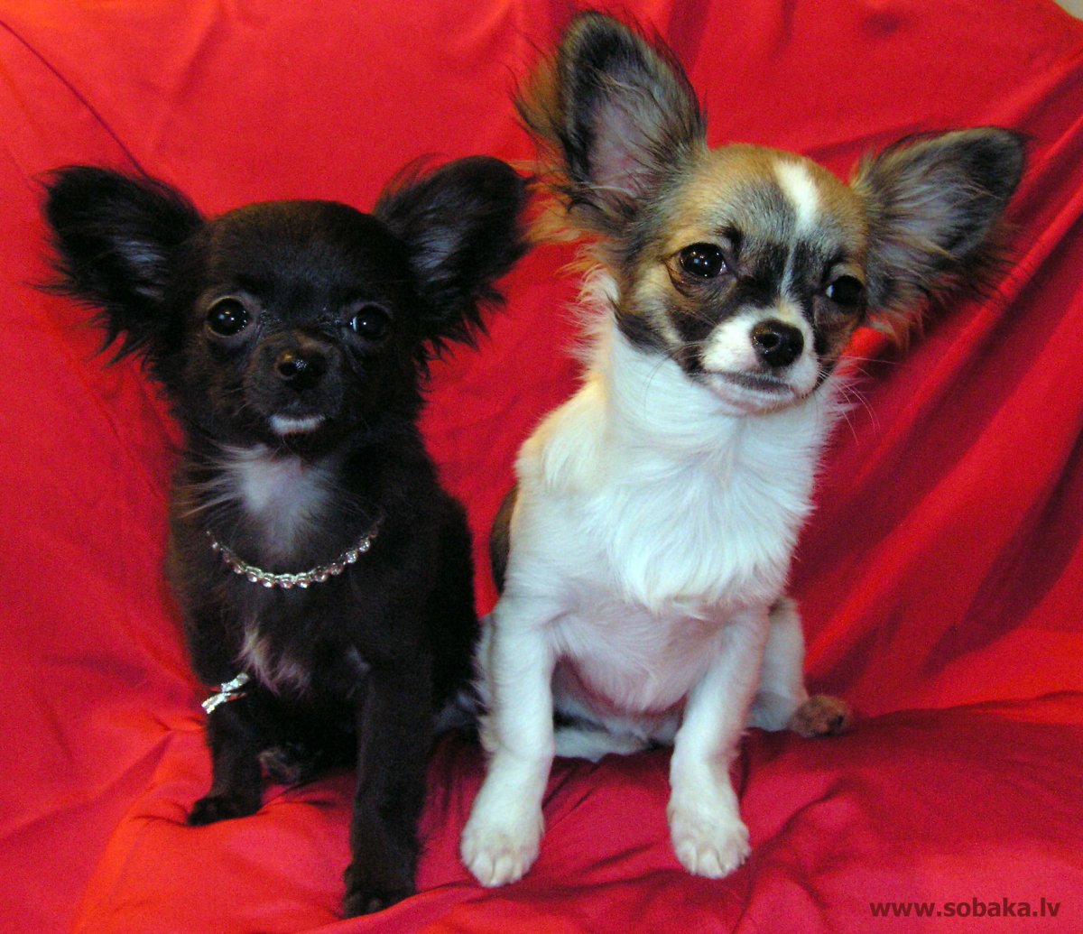 Щенок чау Хуа