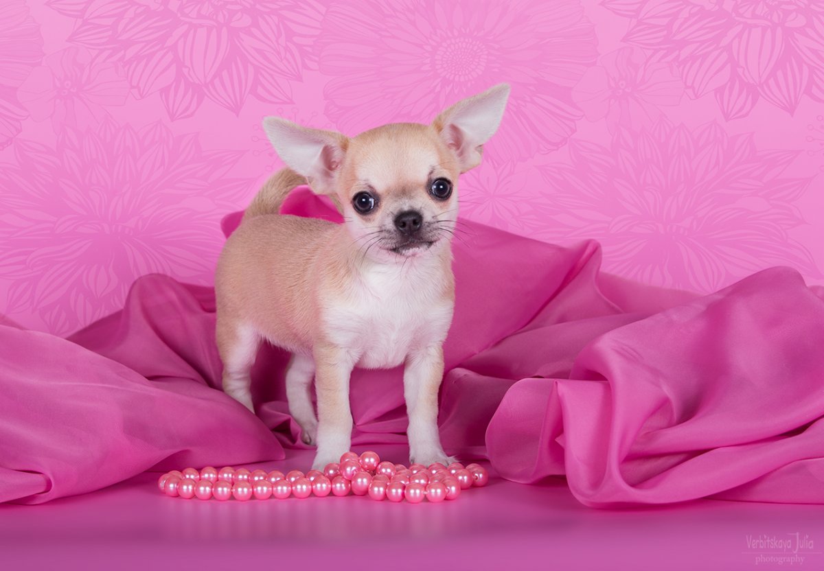 Щенок чихуахуа от 1000 до 10000