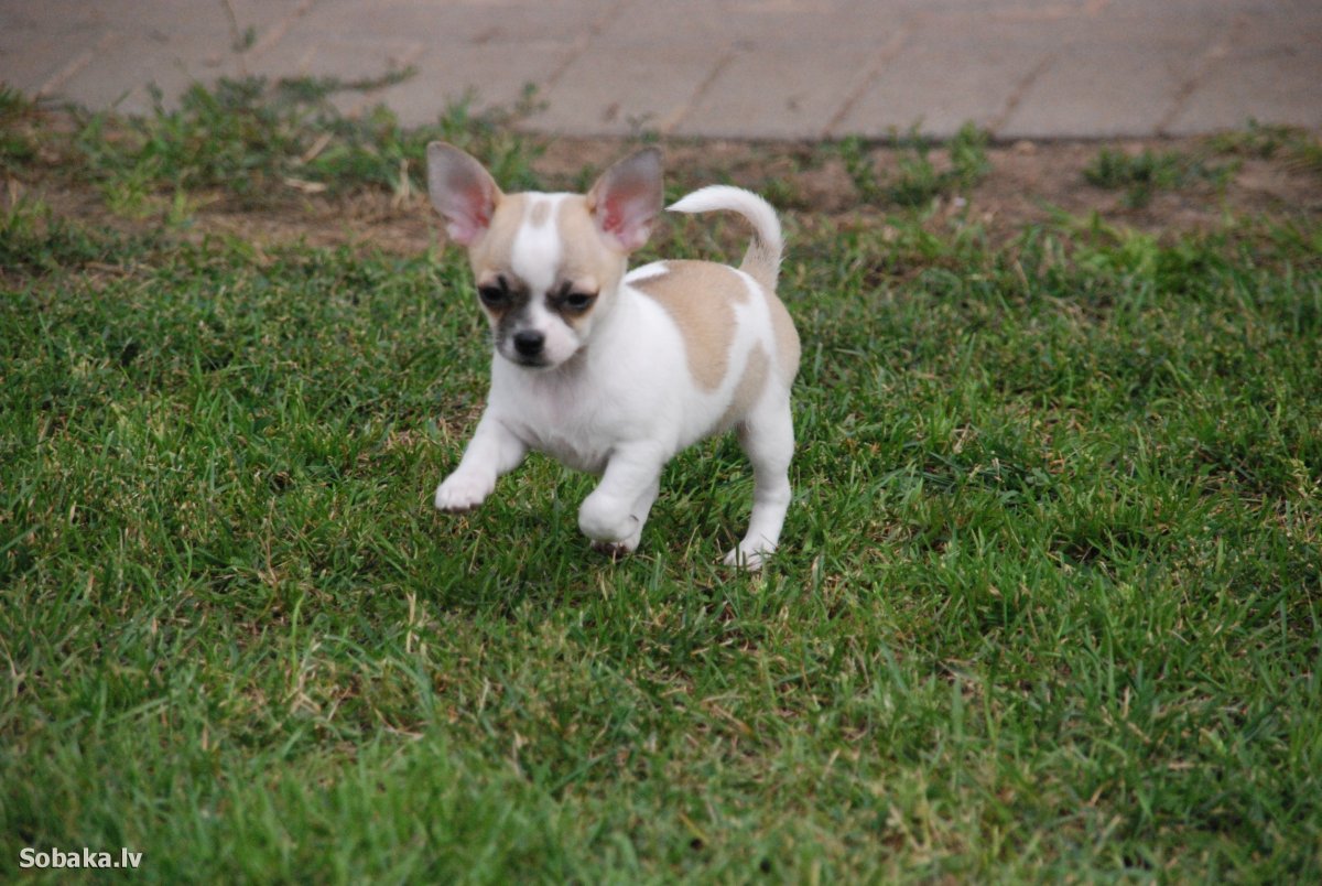 Щие КВА Хуа