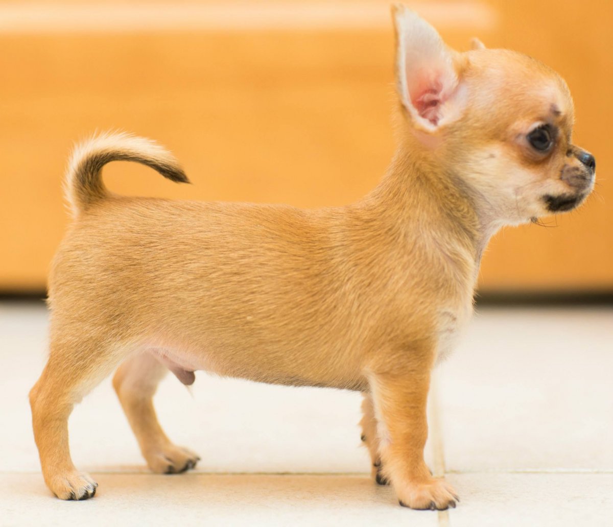 Чихуахуа гладкошерстные