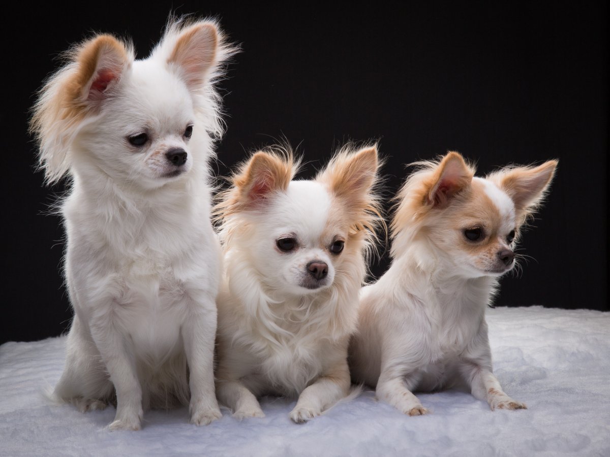 Чау чихуахуа