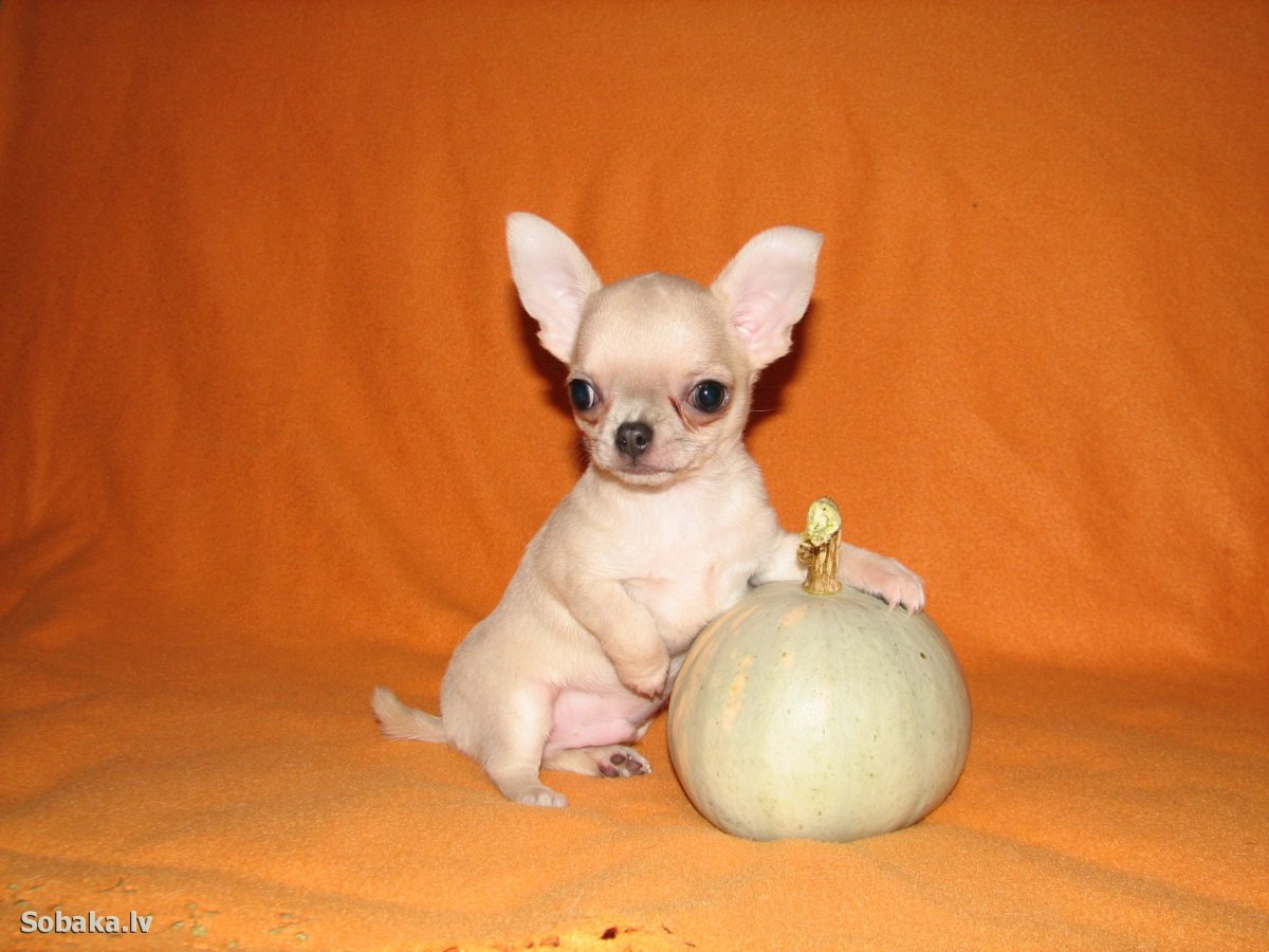 Чиа-Хуа-Хуа фото