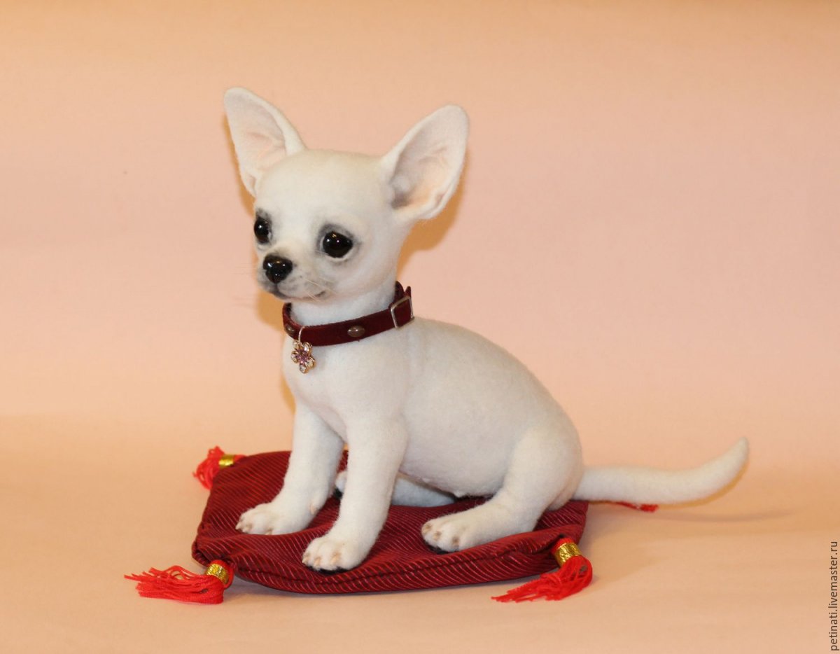 Чихуахуа макси