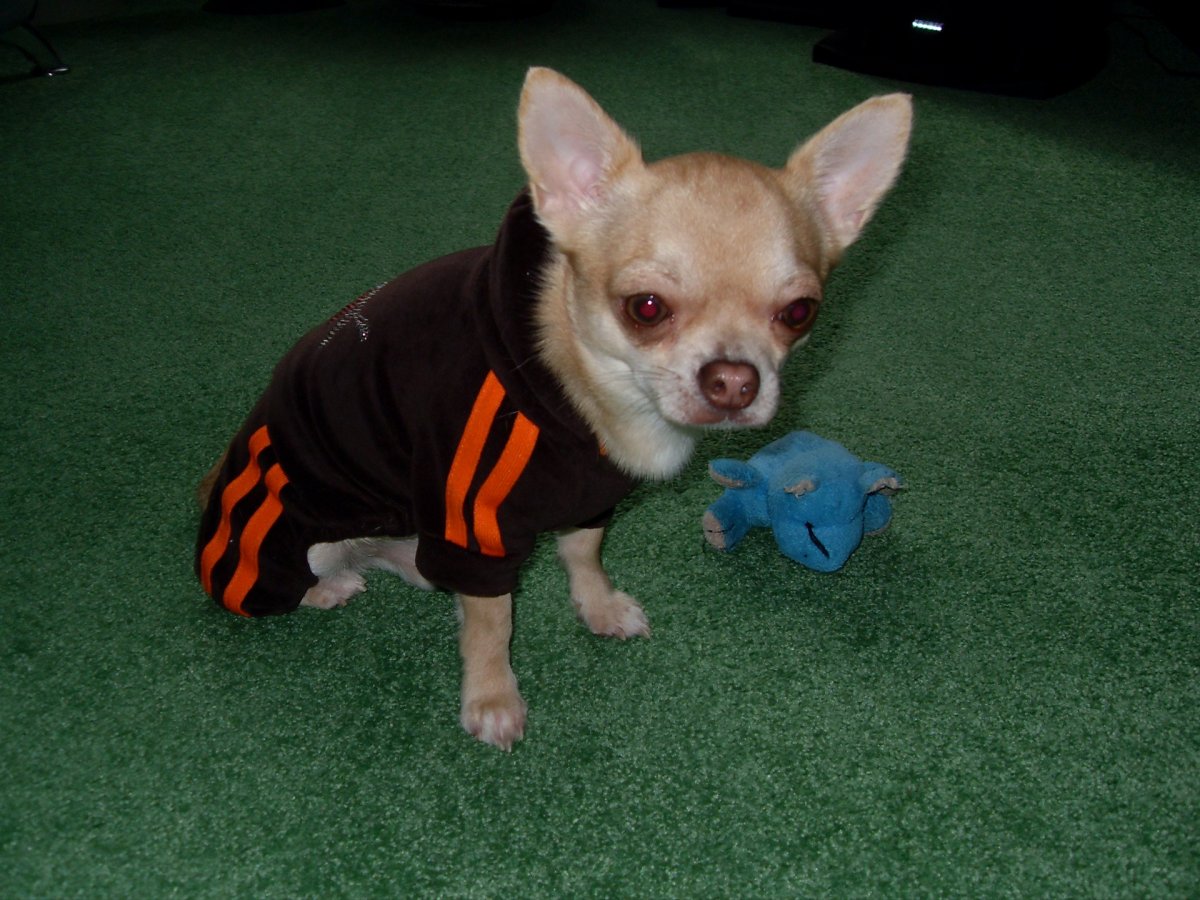 Карликовое чай Хуа Хуа