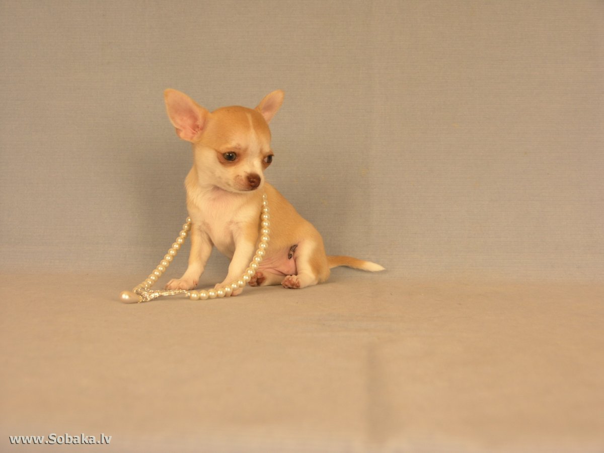 Чуа Хуа коричневая на поводке электронная игрушка