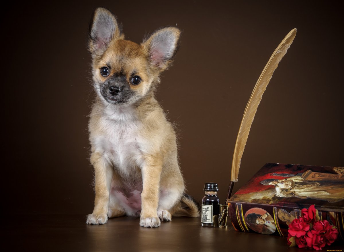 Чихуахуа обои