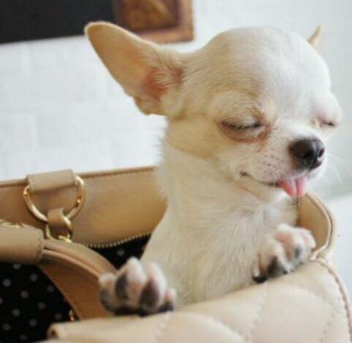 Чихуахуа Эстетика