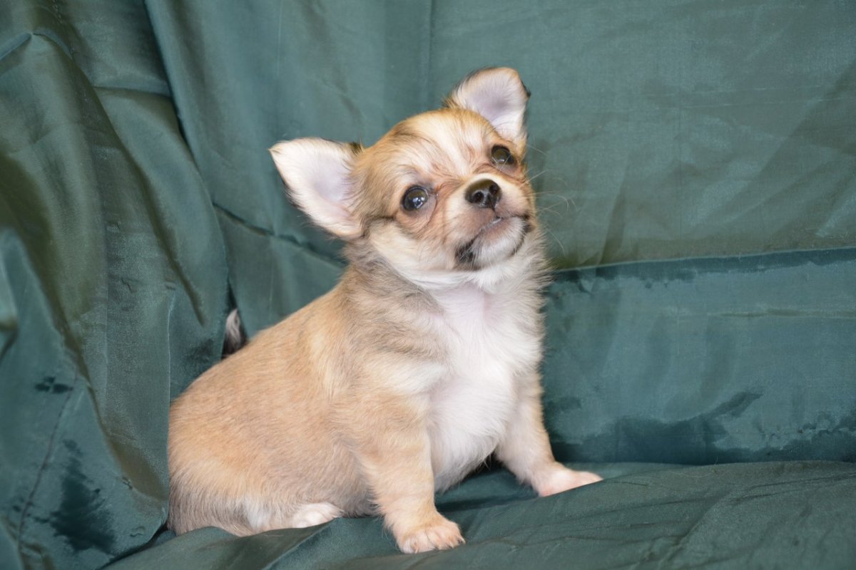 Чиа-Хуа-Хуа длинношерстные