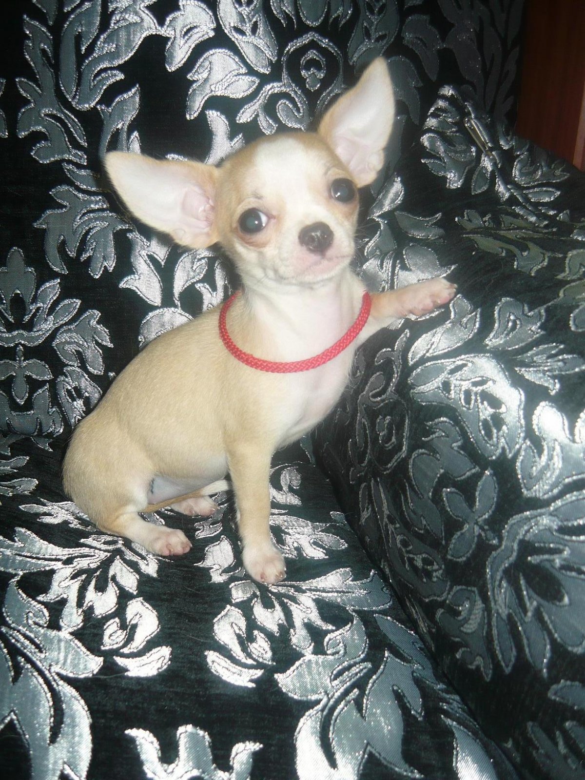 Чиа-Хуа-Хуа шоколадный