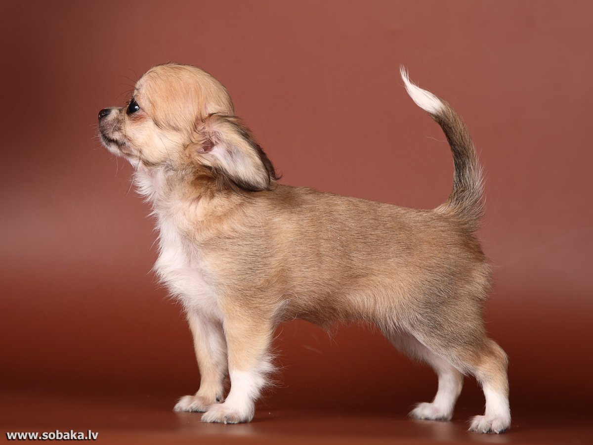 Чай Хуа Хуа длинношерстная