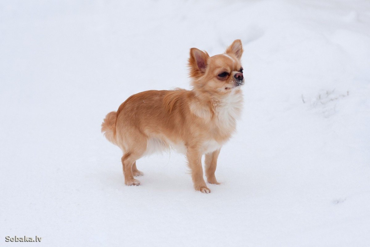 Чай Хуа Хуа длинношерстная