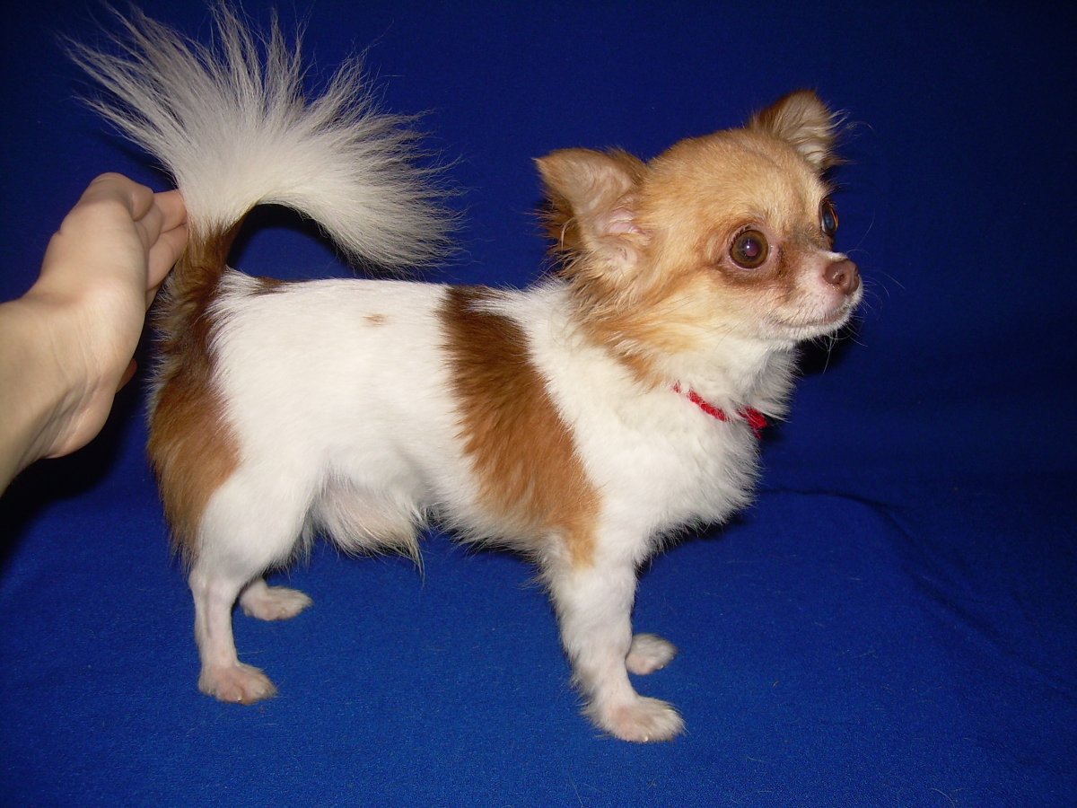 Чиа-Хуа-Хуа мини длинношерстный