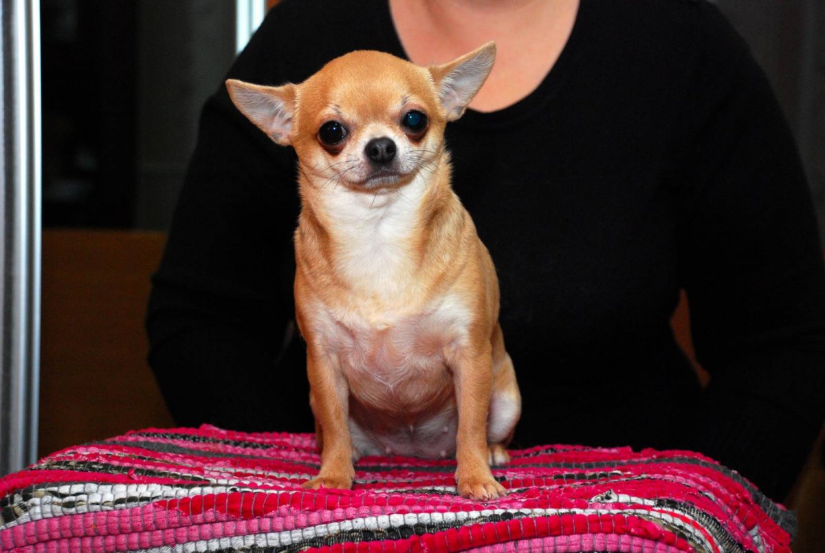 Карликовый чихуахуа
