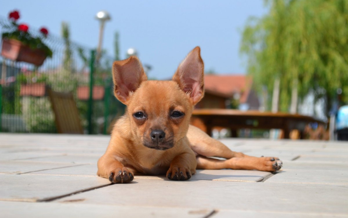 Чихуахуа оранжевая