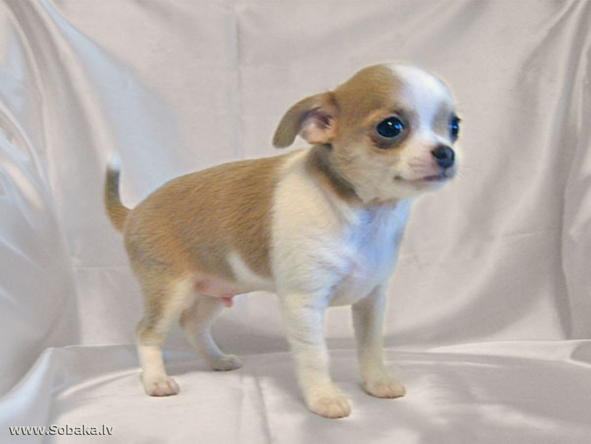 Щенки чиа Хуа Хуа стандарт