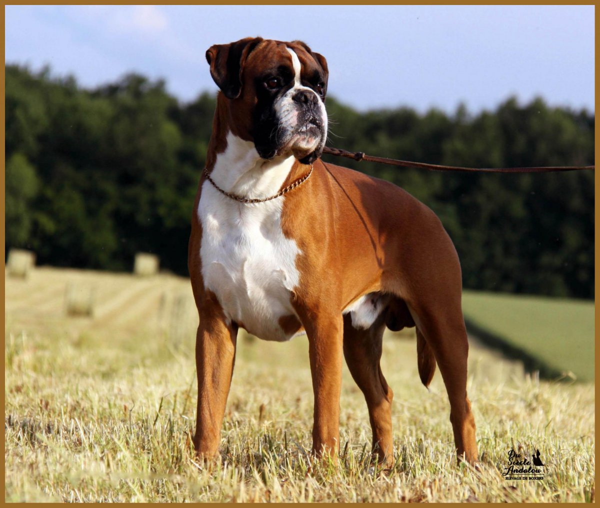 Дорогие гладкошерстные собаки