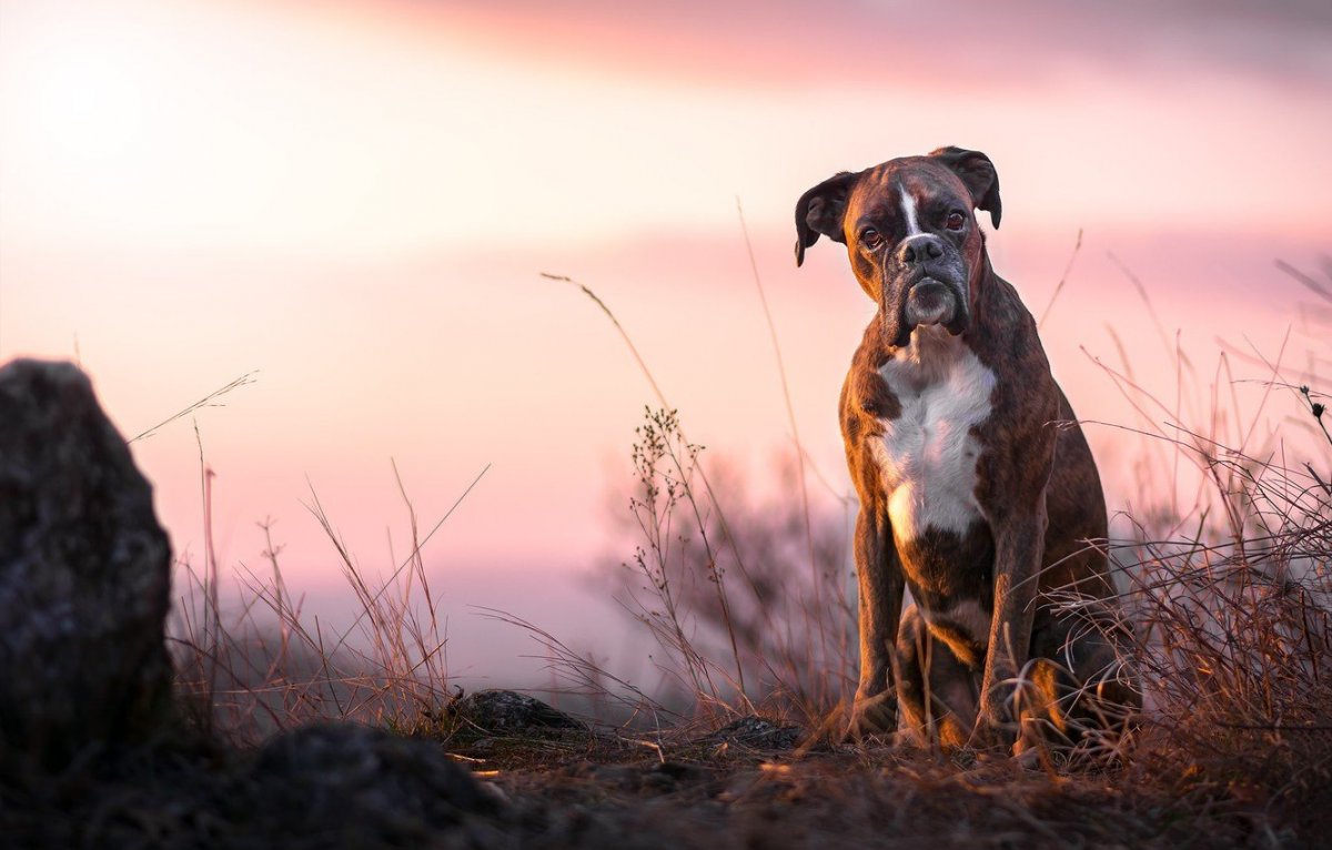 Булленбейсер собака Петра 1