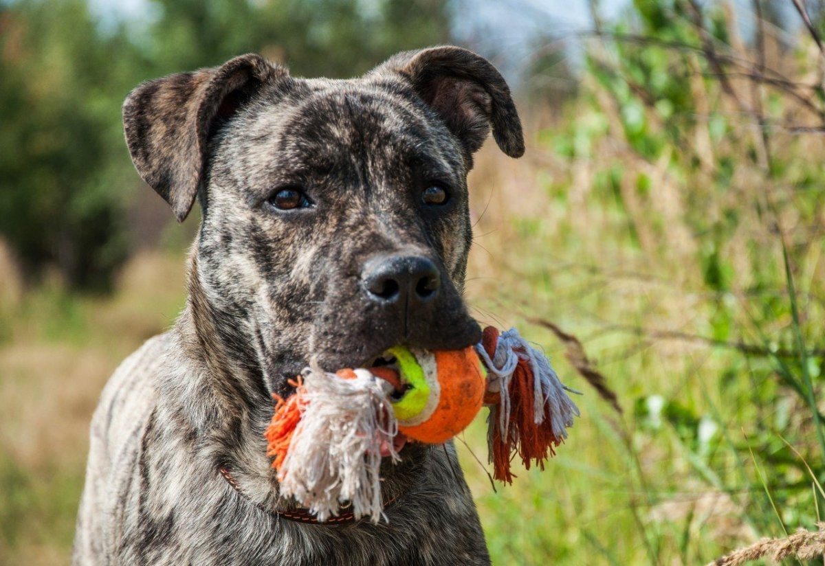 Булленбейсера фото