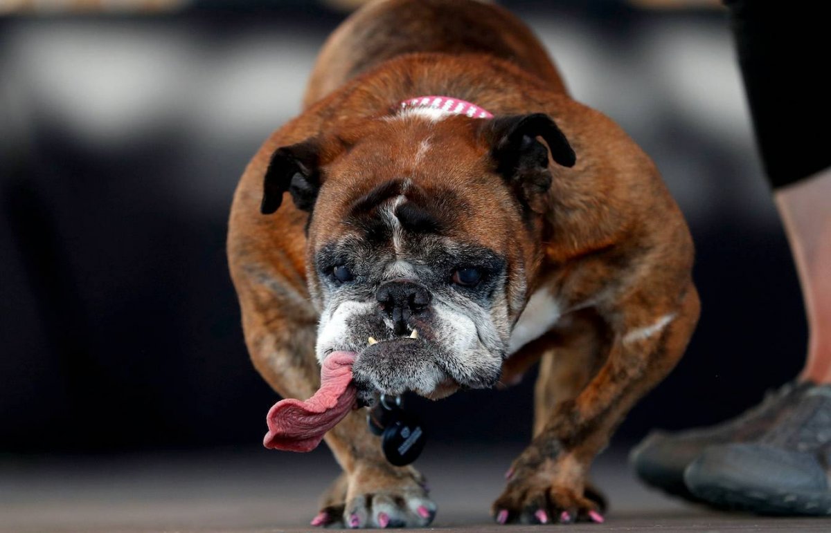 Канарский дог