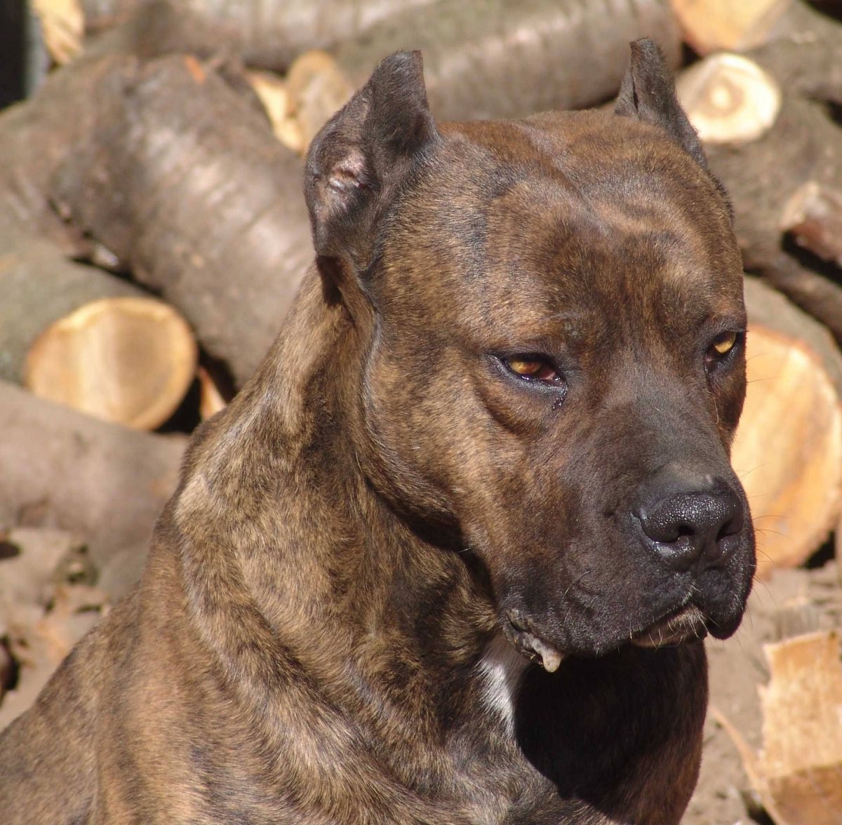 Испанский алано порода собак