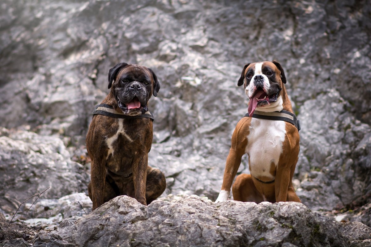 Брабантские булленбейсеры