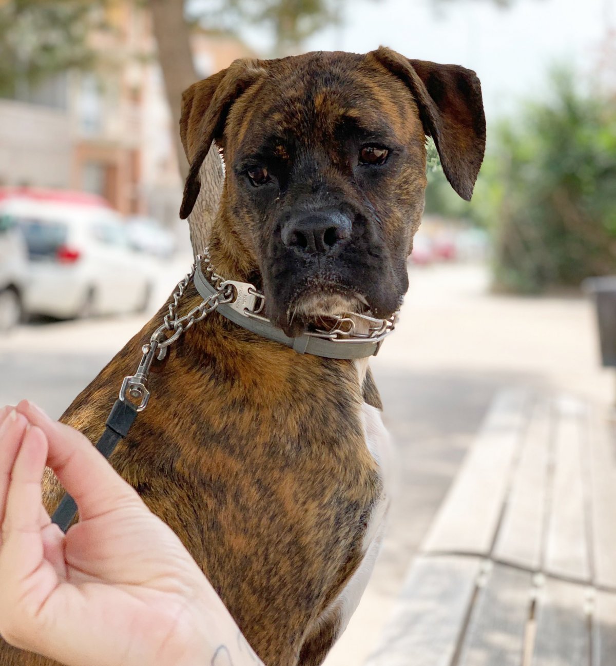 Кубинский мастиф