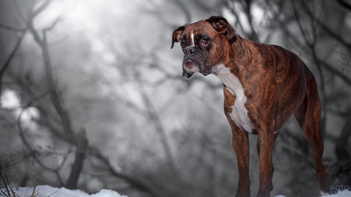 Боксёр порода собак