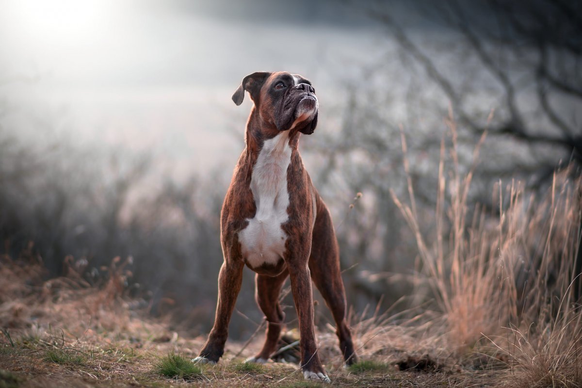 Бычья собака булленбейсер