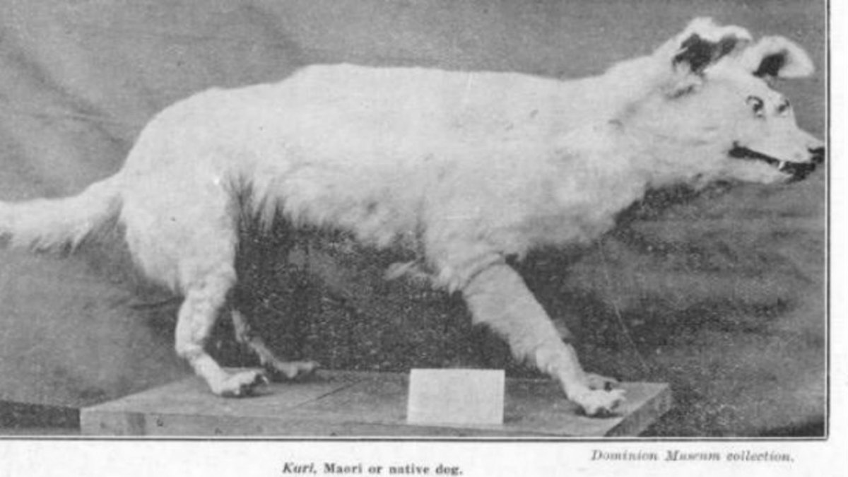 Боксёр собака фото