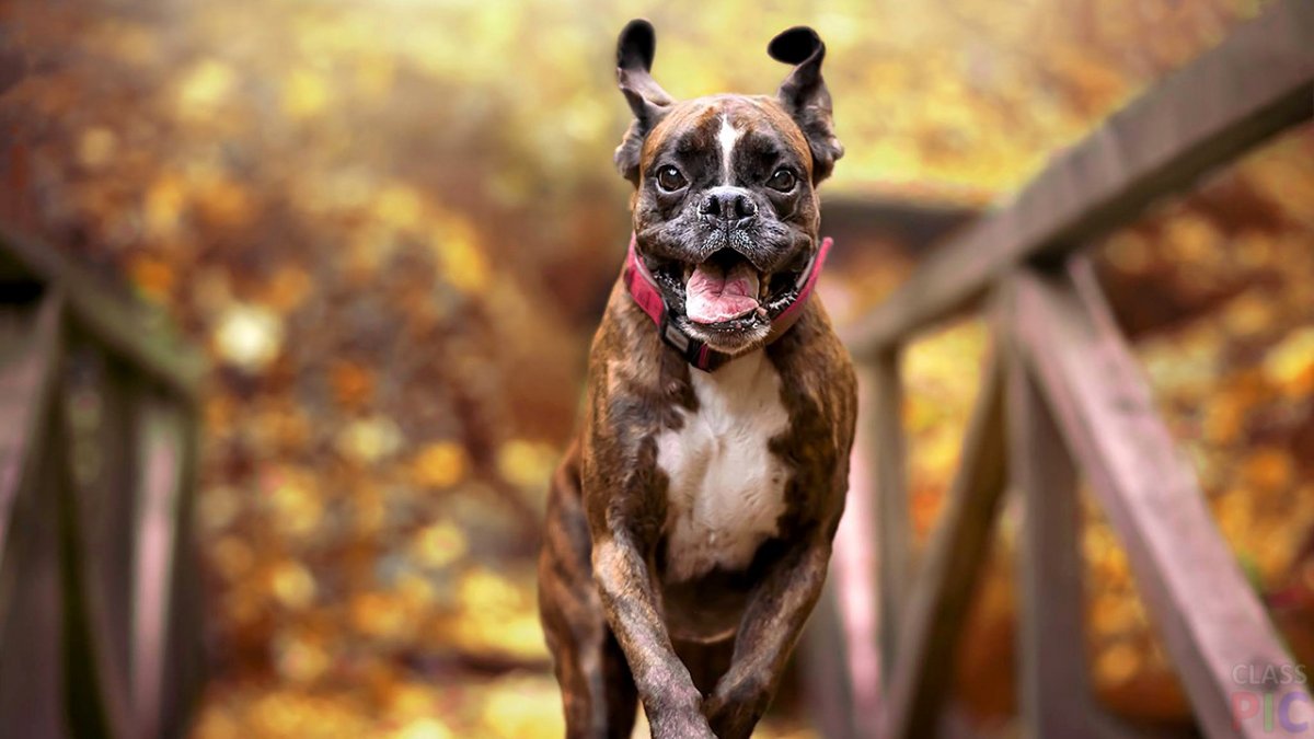 Немецкий боксёр