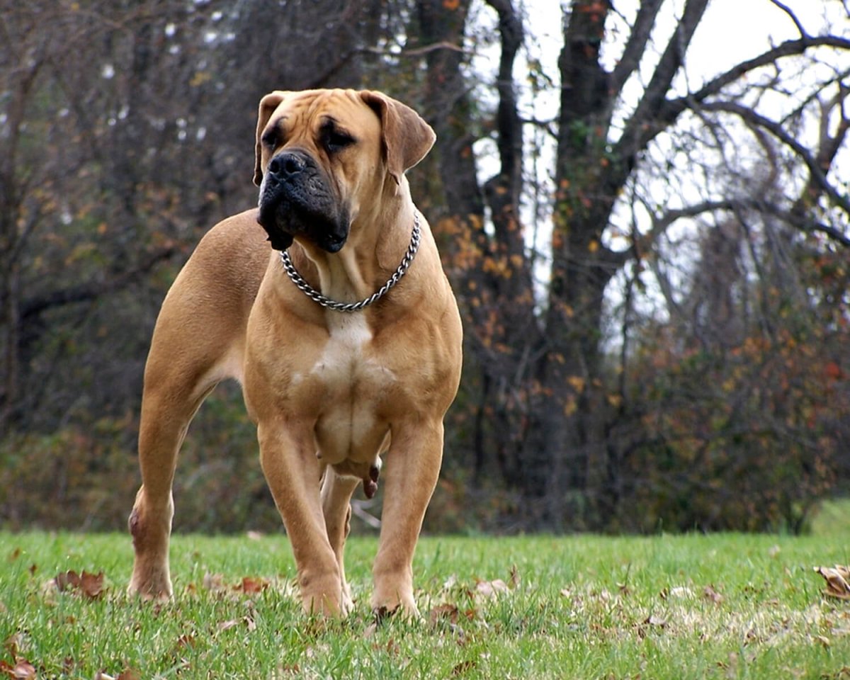 Немецкий боксёр тигровый