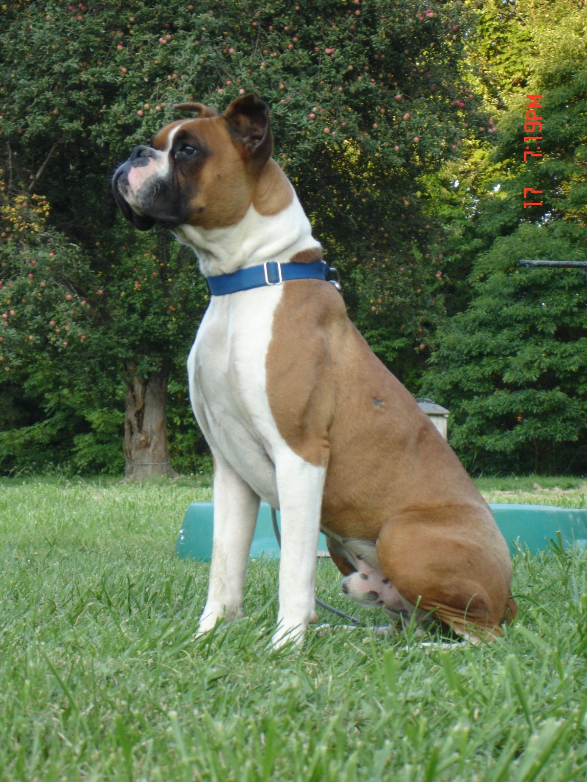 Фотообои собака боксер