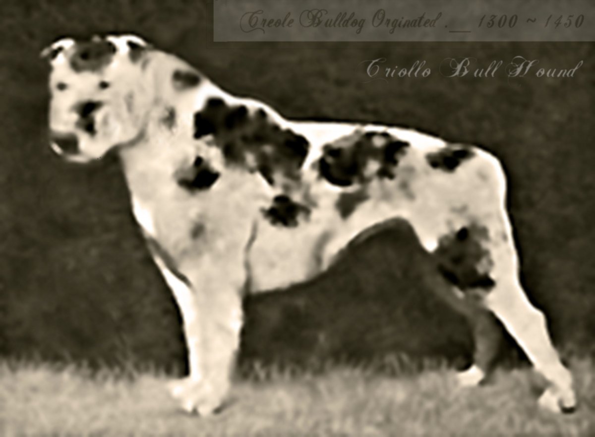 Фильм лучше не бывает порода собаки