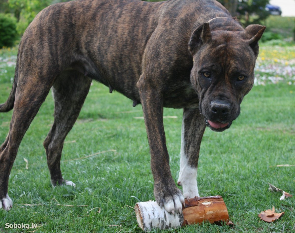 Боксёр собака