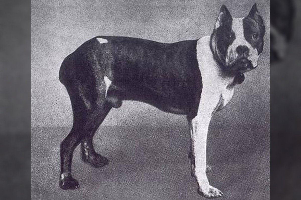 Быкодав собака Петра 1