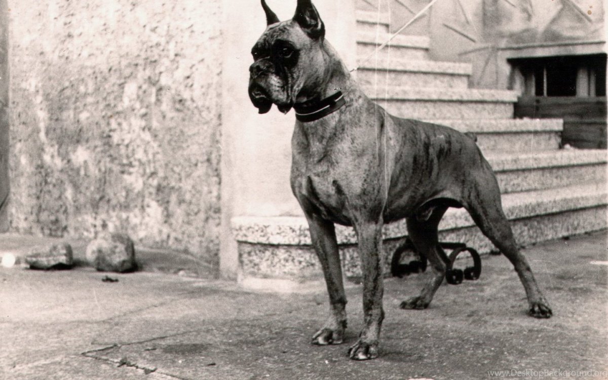 Много собак живопись