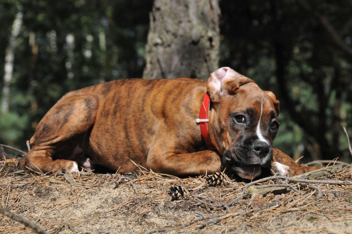 Боксер терьер