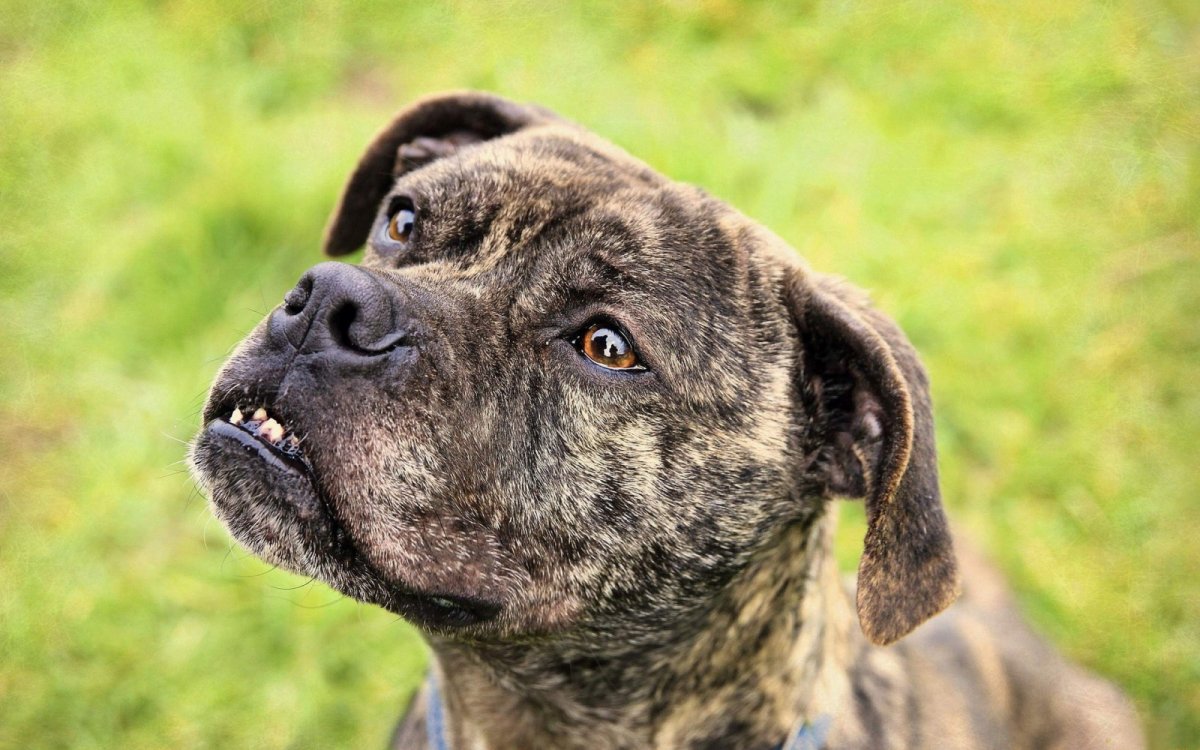 Порода собак немецкий боксер