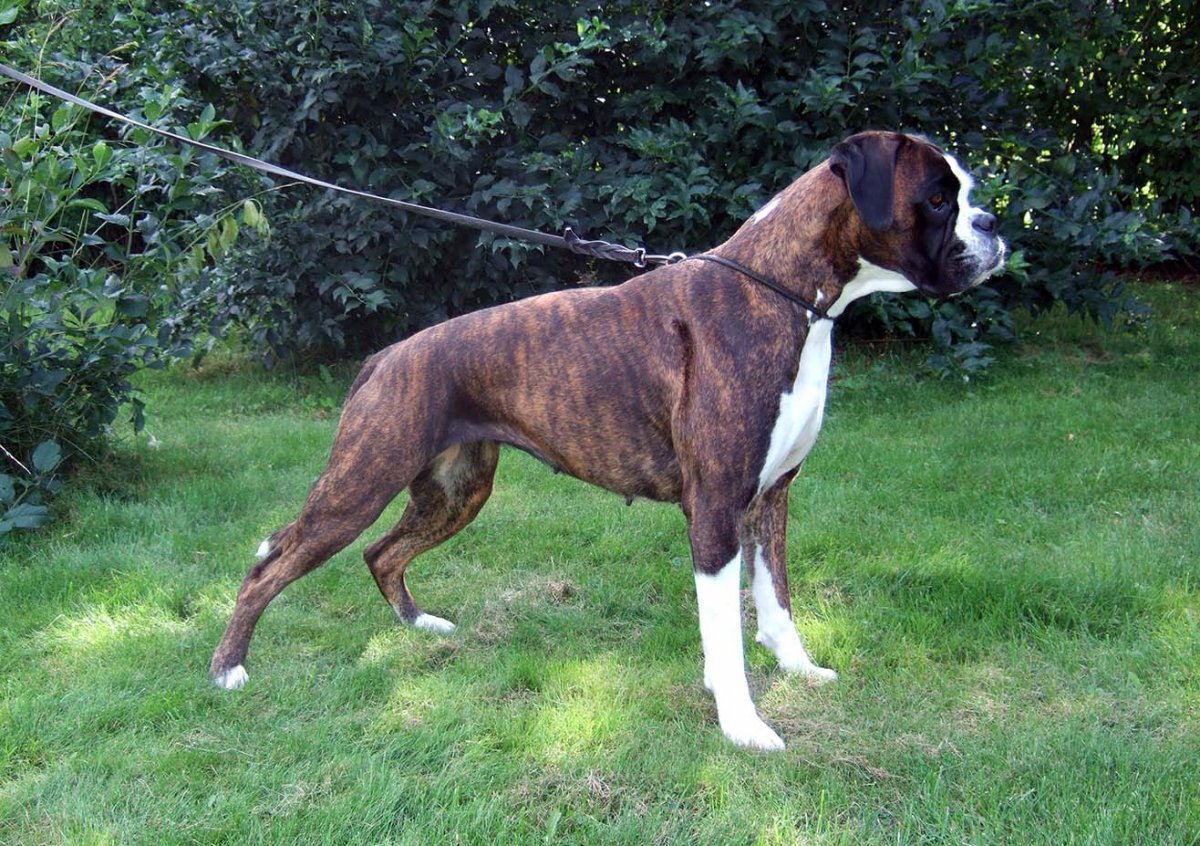 Канадский питбуль